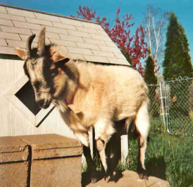 Goat