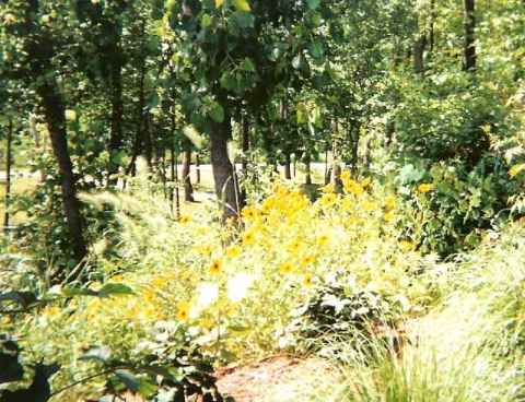 Daisy Garden