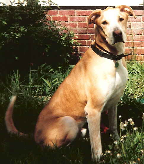 the late Duke, Cuy's famous Wonder Dog