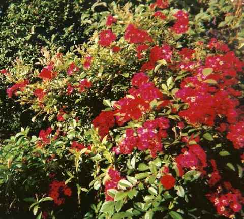 Rose garden