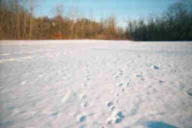 Wildlife footprints in snow