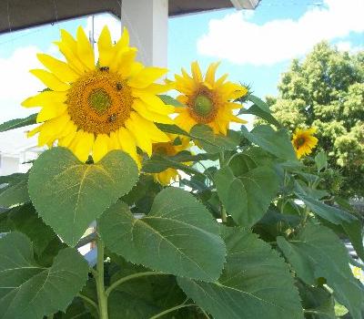 Sunflowers