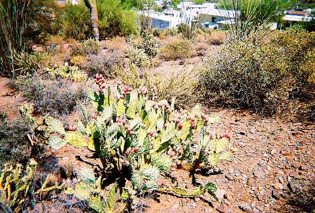Prickly pears