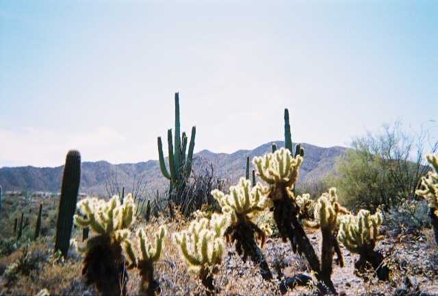 Arizona cacti